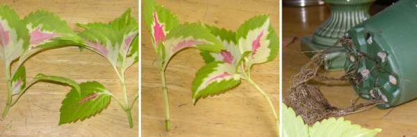 coleus cutting